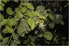 Capparis grandis